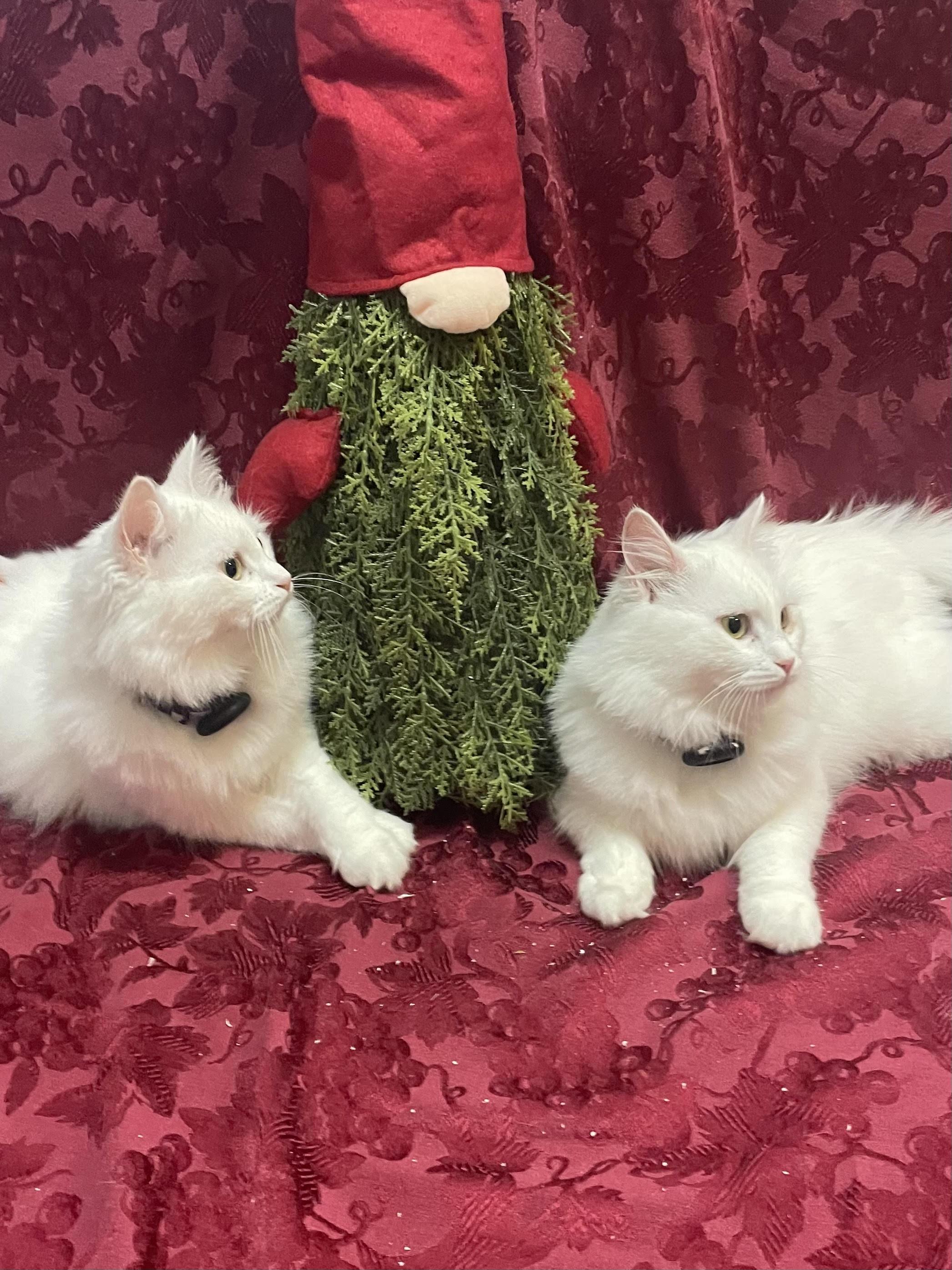 Blizzard And Wendi  thumbnail 5