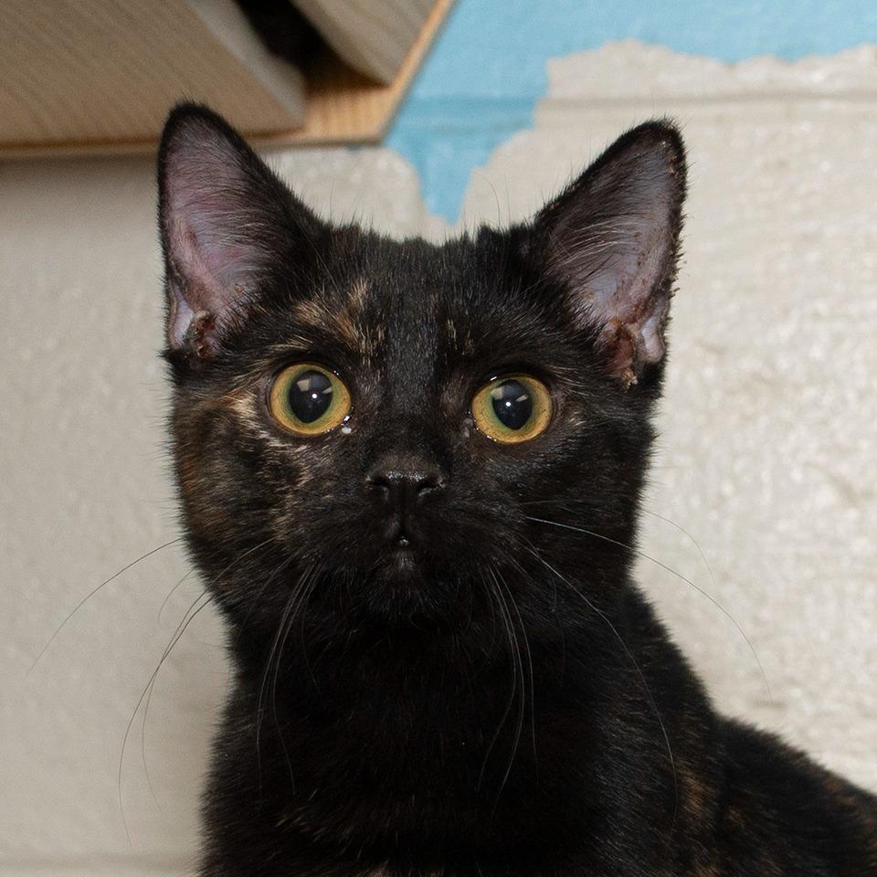 Penelope, Adoptable, Young Female Domestic Short Hair.