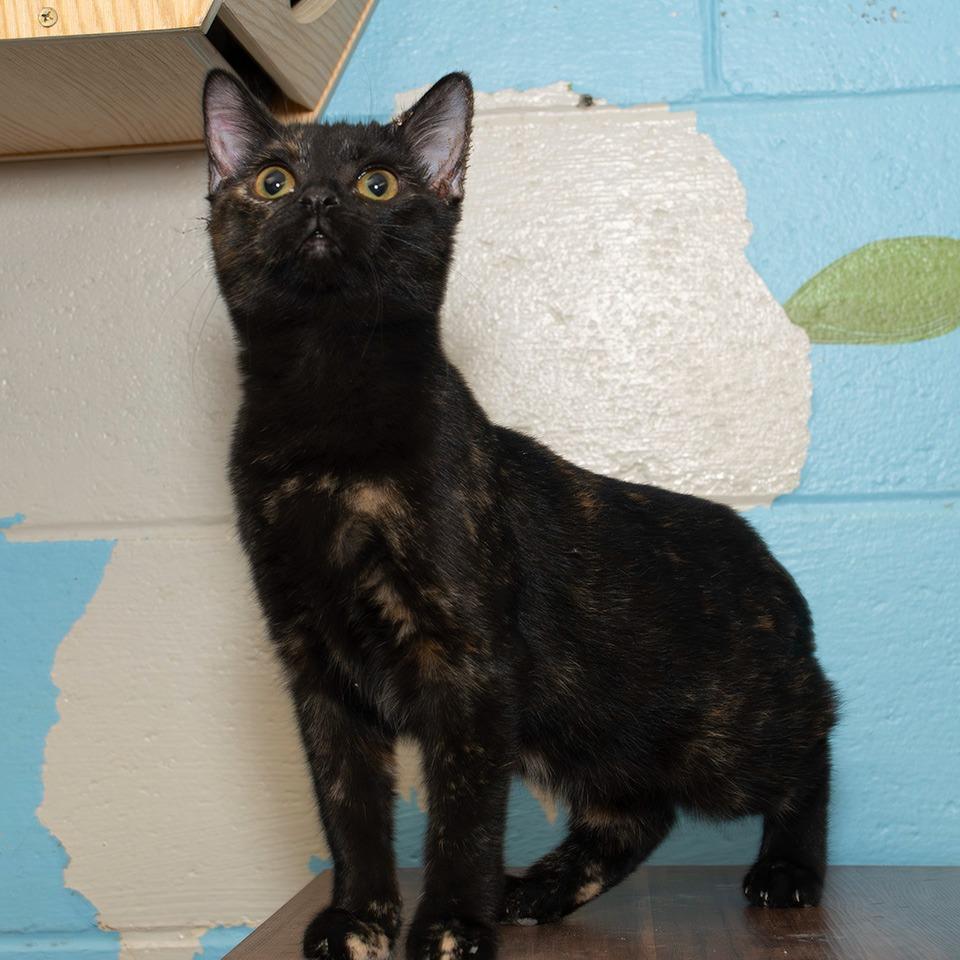 Enlarge Penelope, a Adoptable Domestic Short Hair in Troy, OH image 2/2