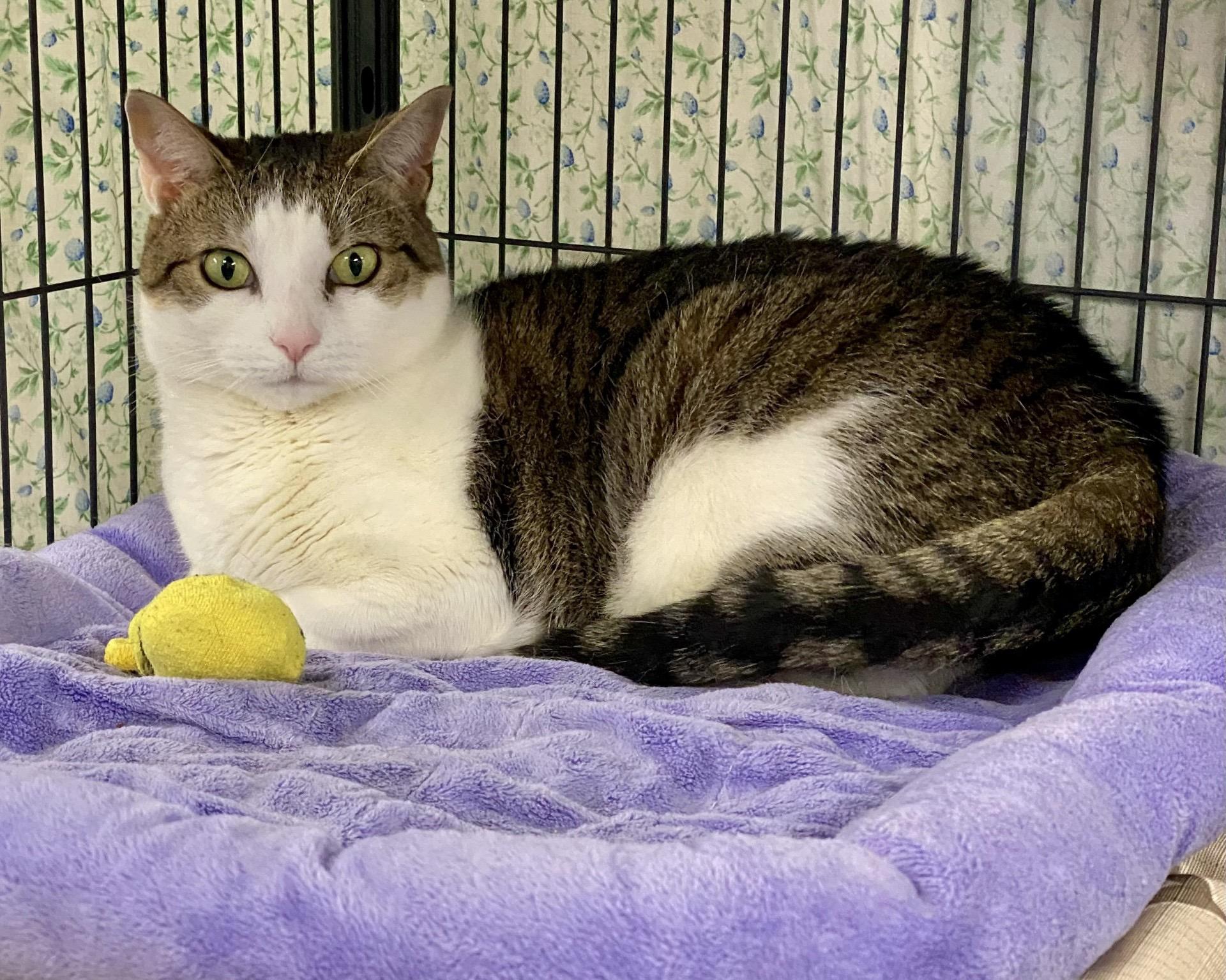 Enlarge Penny, a ADOPTABLE mixed breed in New Canaan, CT image 1/1