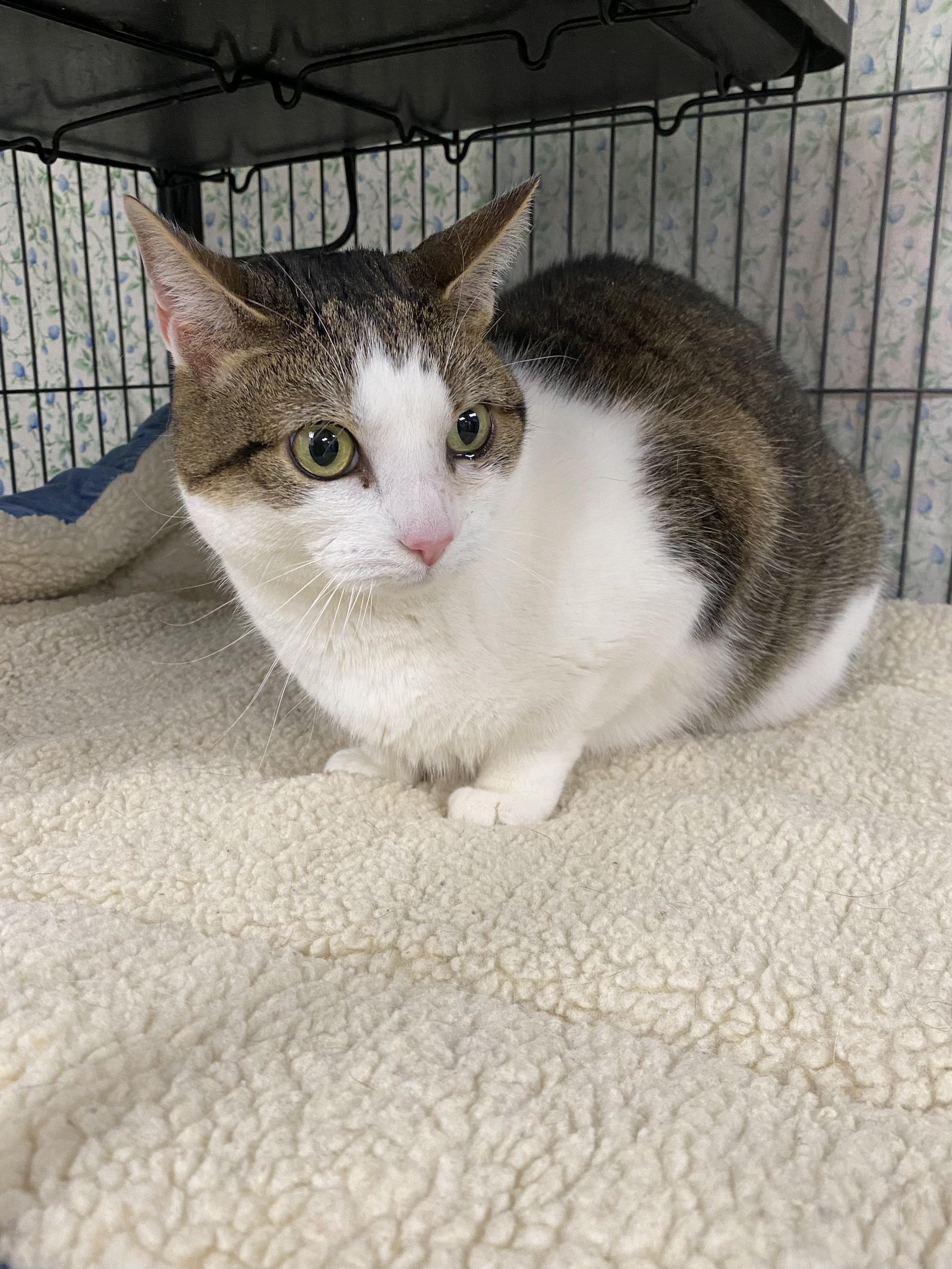 Enlarge Penny, a ADOPTABLE mixed breed in New Canaan, CT image 1/1