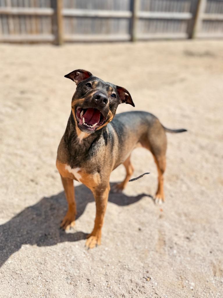 Tootsie, Adoptable, Young Female Mixed Breed.