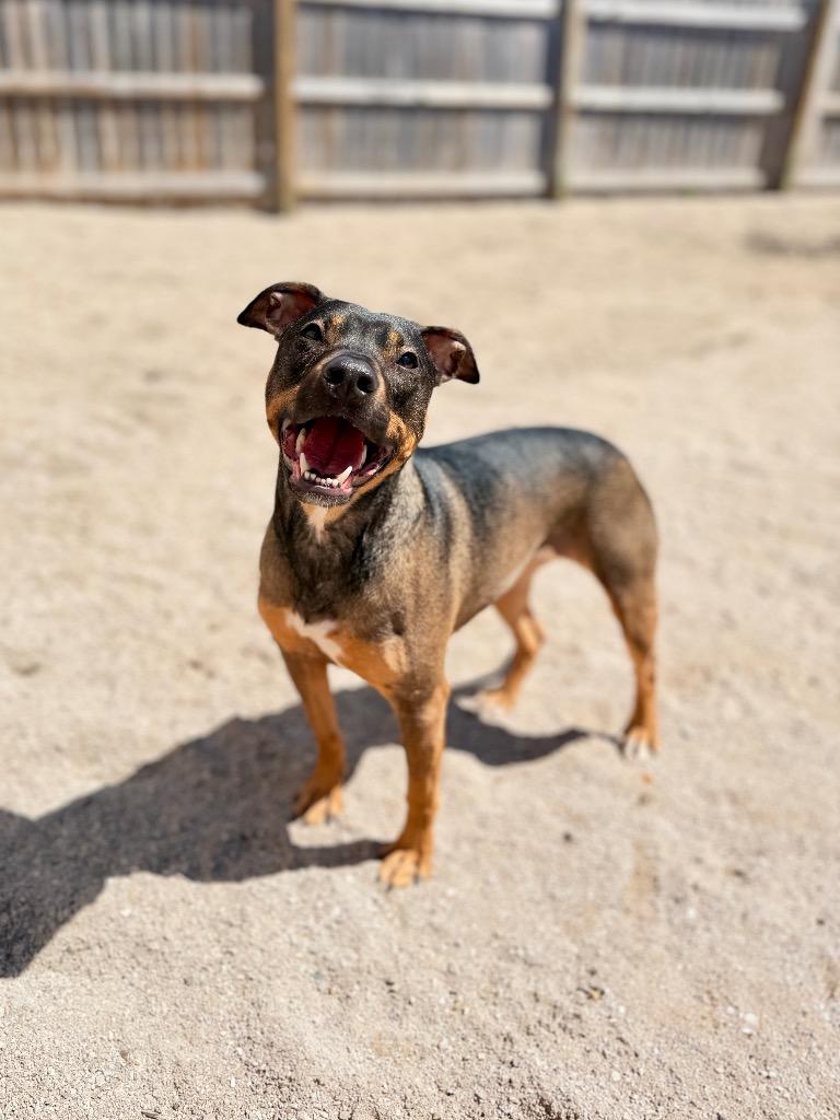 Tootsie, a Adoptable Mixed Breed in Muskegon, MI image 2/3