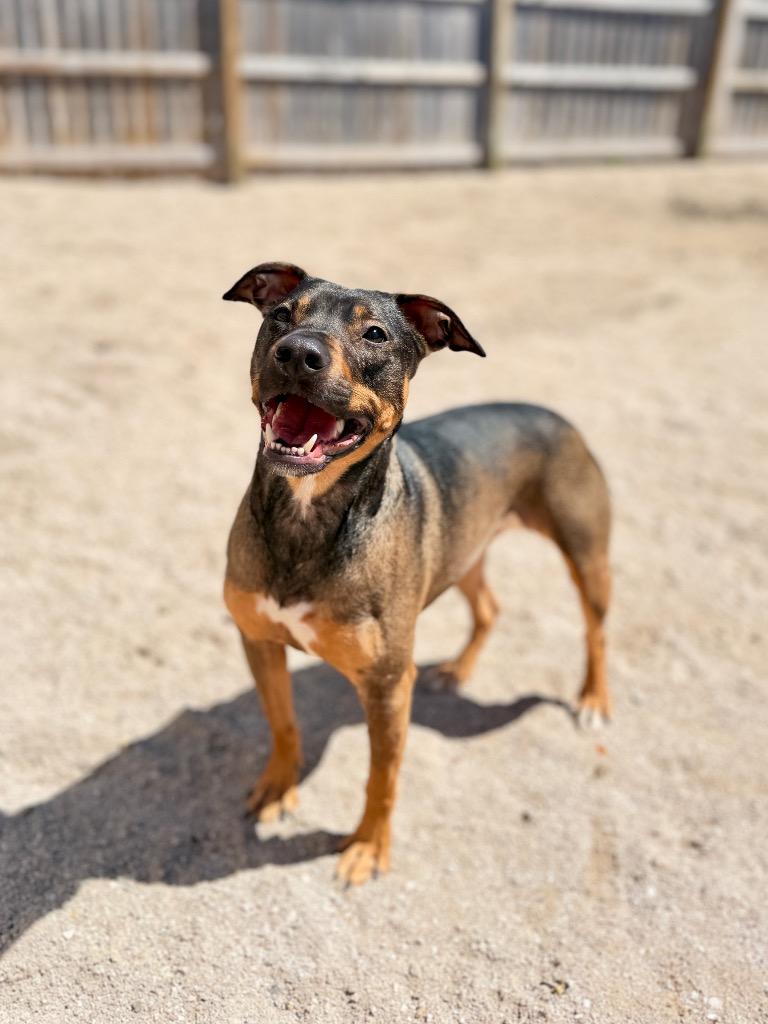 Tootsie, a Adoptable Mixed Breed in Muskegon, MI image 3/3