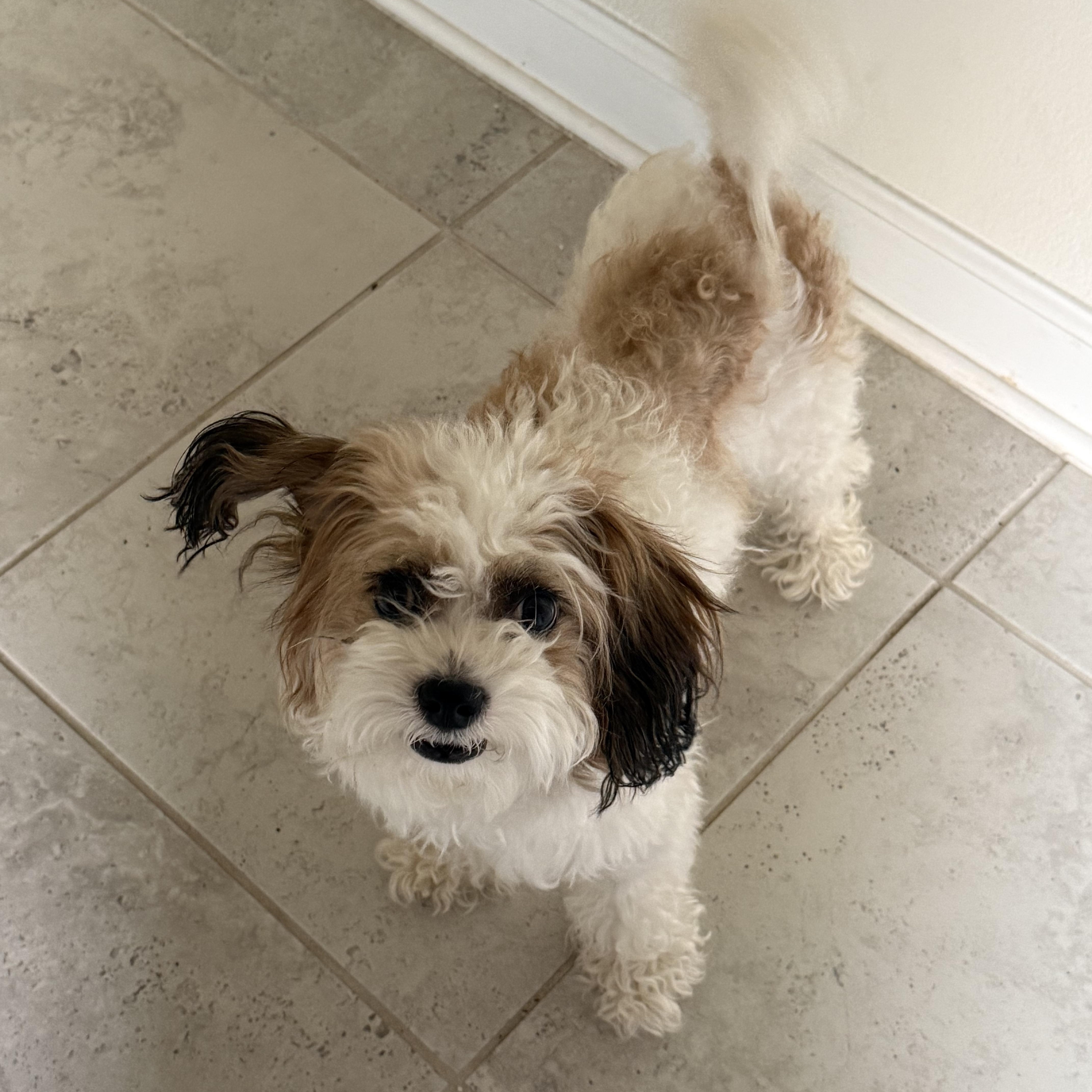 Georgie, a ADOPTABLE mixed breed in Orlando, FL image 3/4