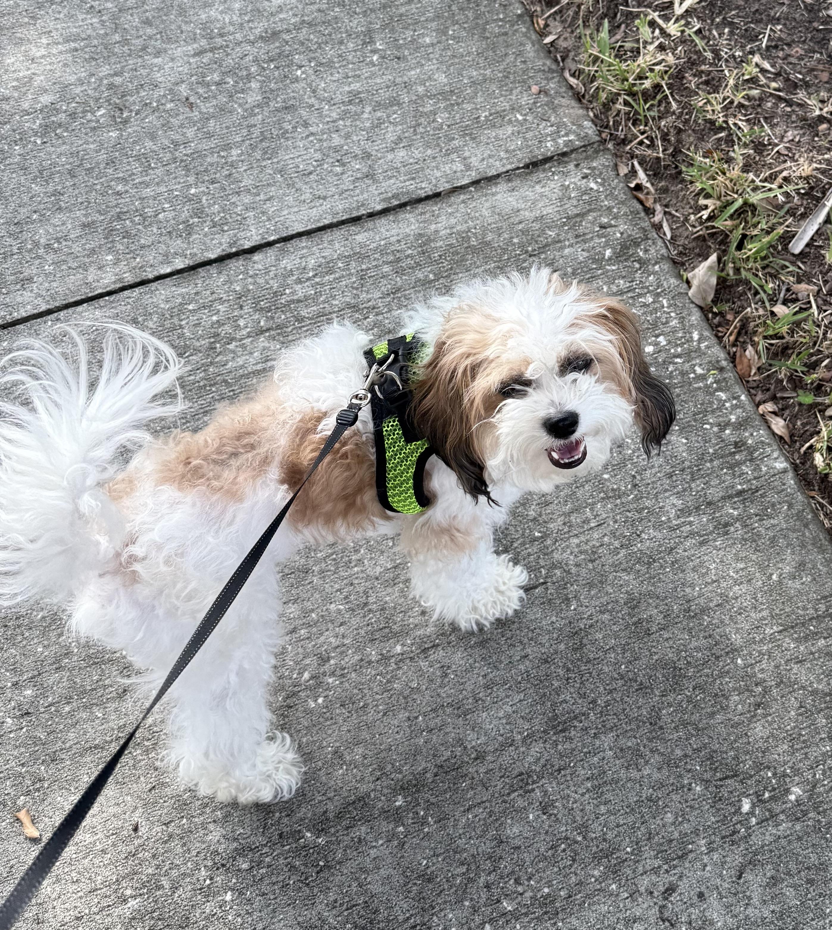 Georgie, a ADOPTABLE mixed breed in Orlando, FL image 4/4