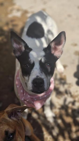 Lizzie available at Charlie's Little Dog House