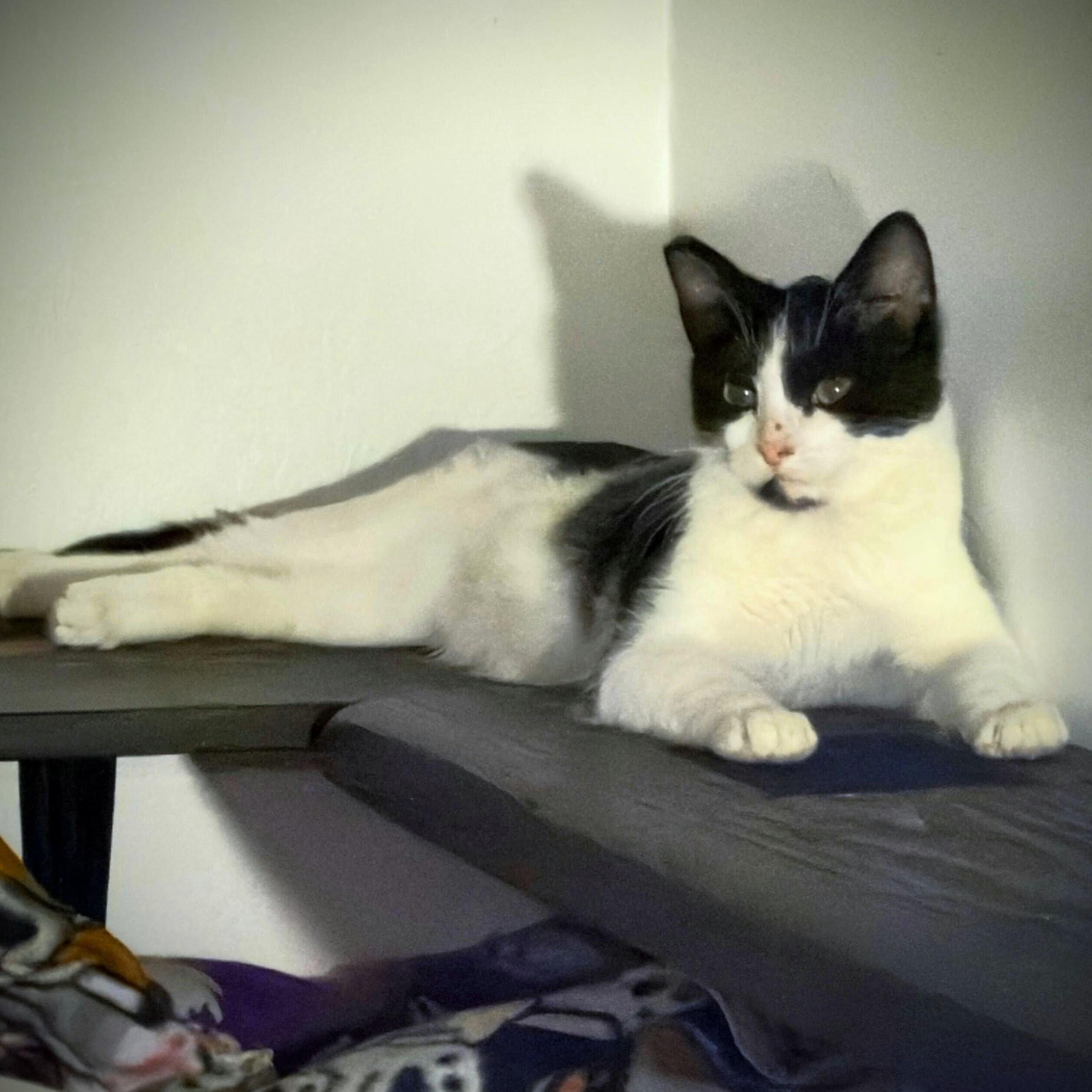 Dynamite, Adoptable, Kitten Female Domestic Short Hair.