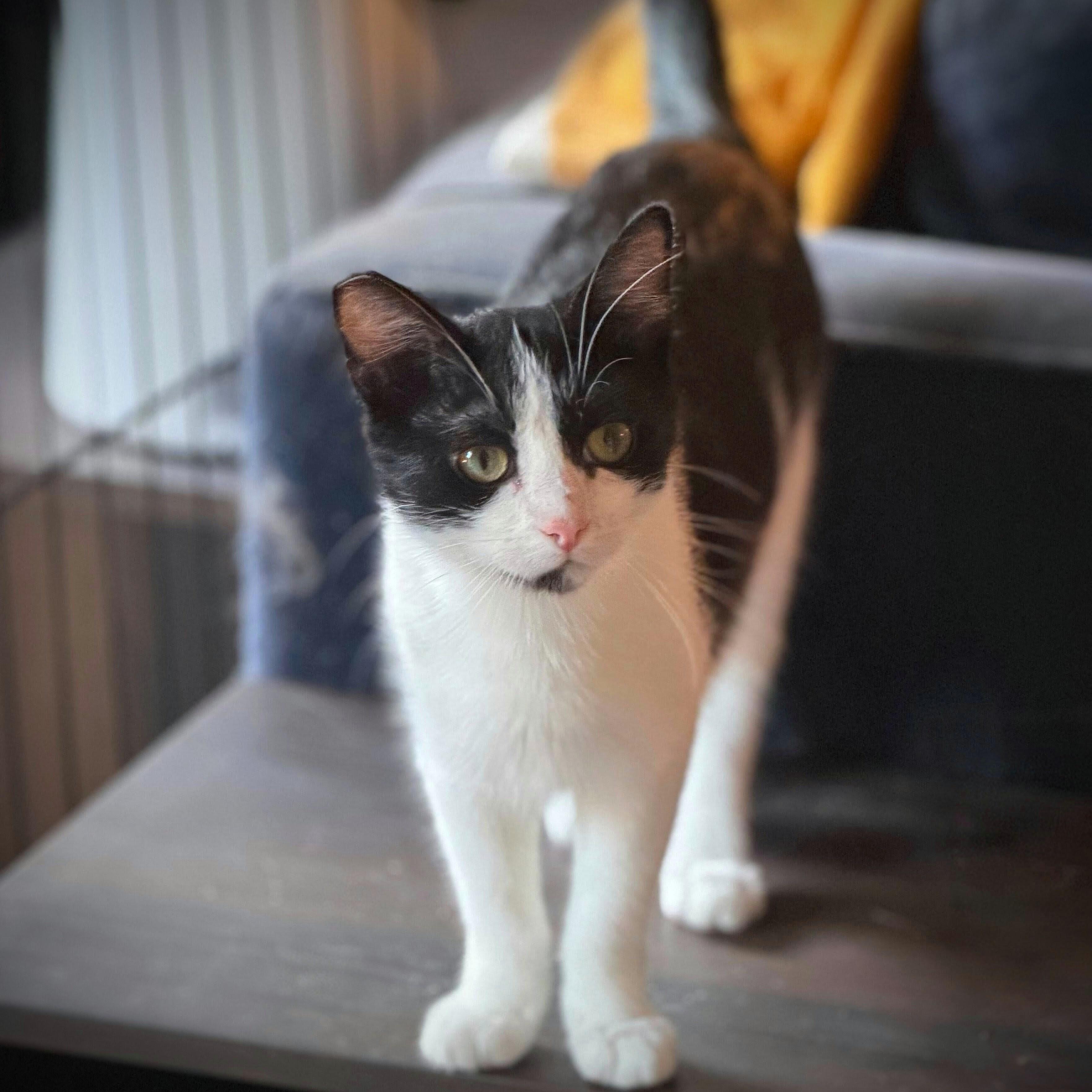 Dynamite, a Adoptable Domestic Short Hair in Wilsonville, OR image 2/6