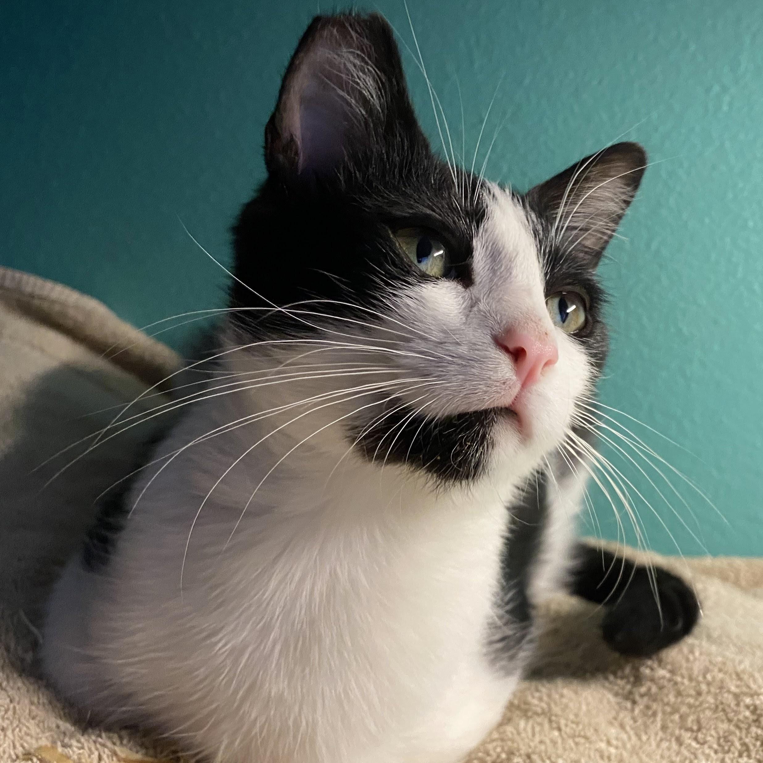 Dynamite, a Adoptable Domestic Short Hair in Wilsonville, OR image 3/6