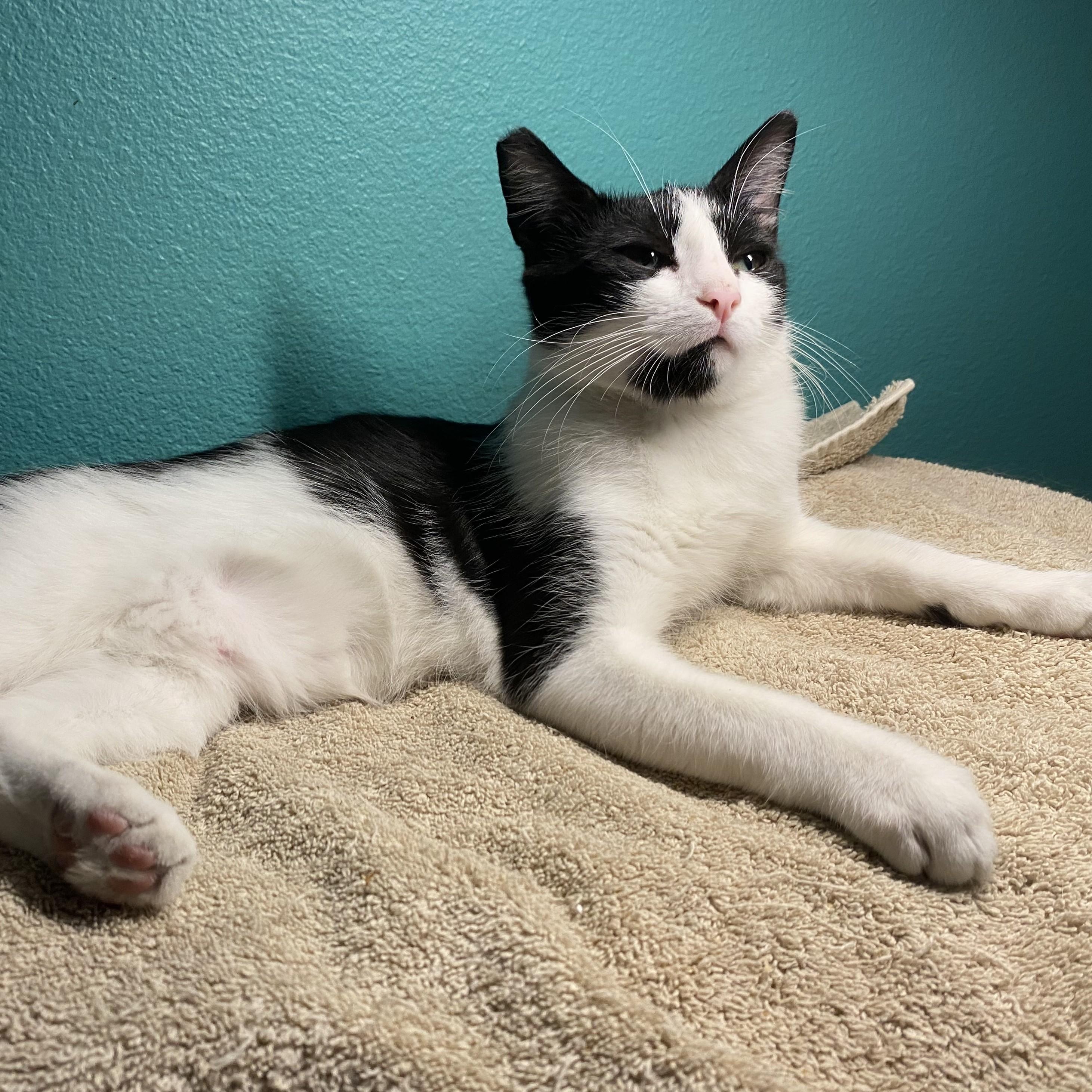 Dynamite, a Adoptable Domestic Short Hair in Wilsonville, OR image 4/6