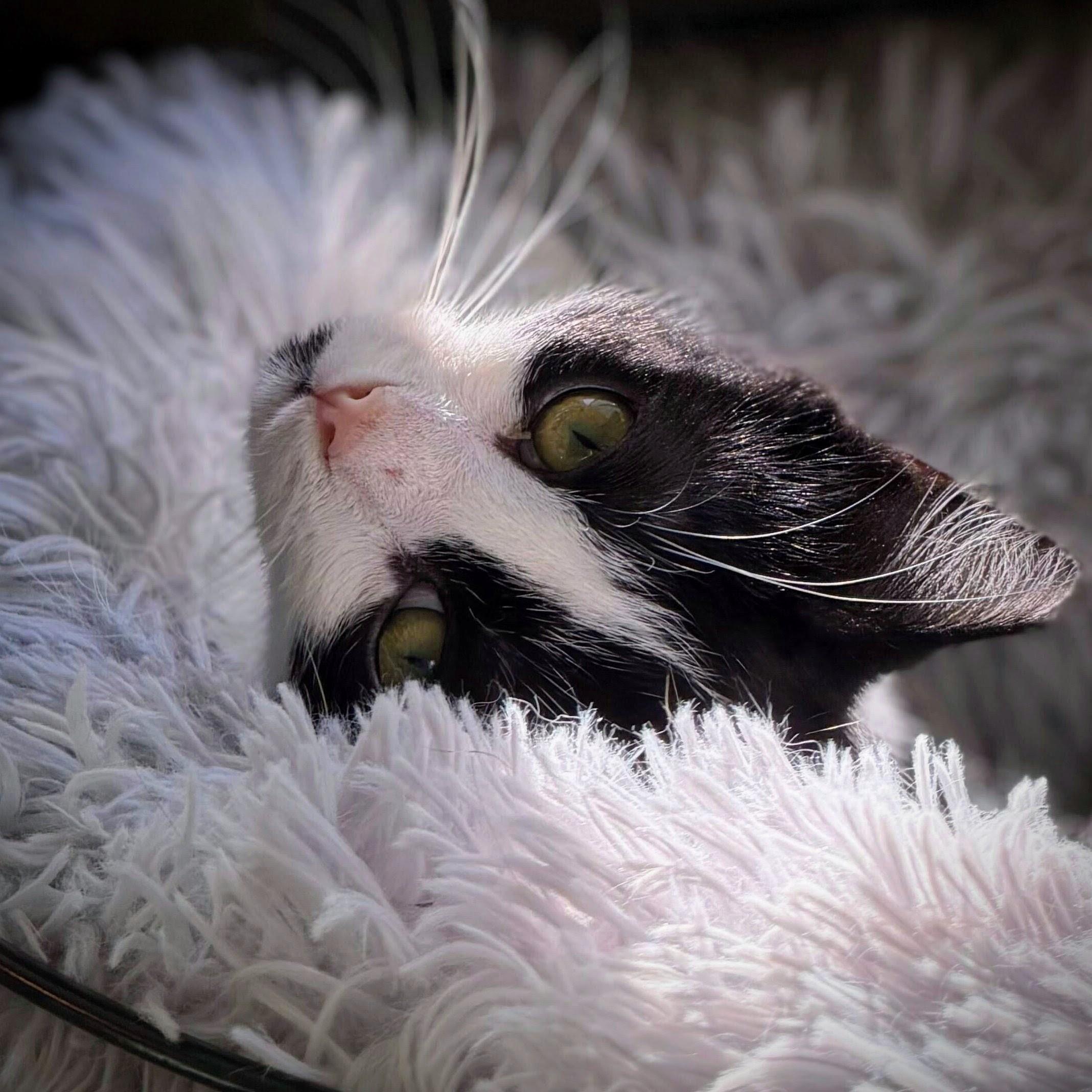 Dynamite, a Adoptable Domestic Short Hair in Wilsonville, OR image 5/6