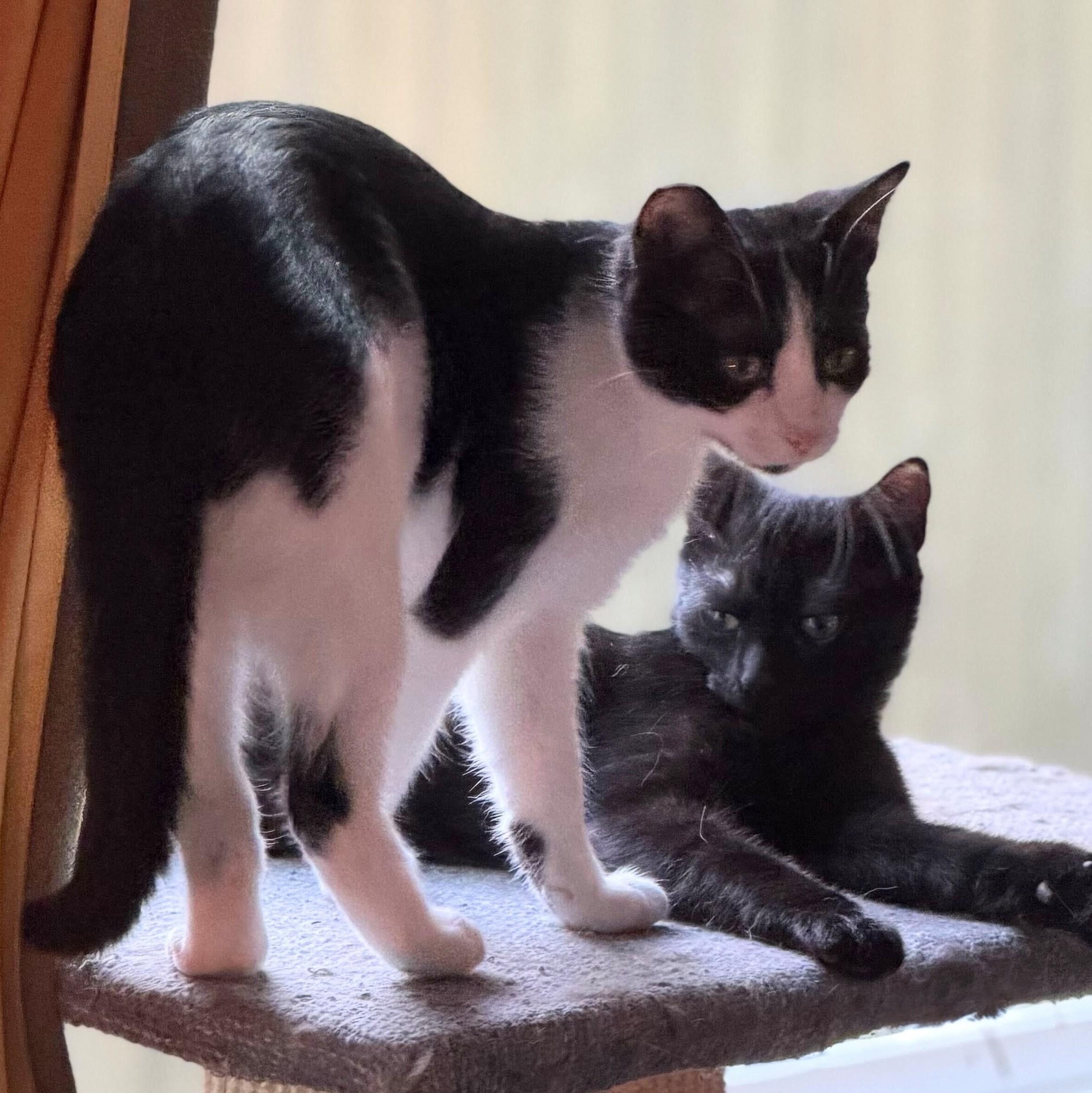 Dynamite, a Adoptable Domestic Short Hair in Wilsonville, OR image 6/6
