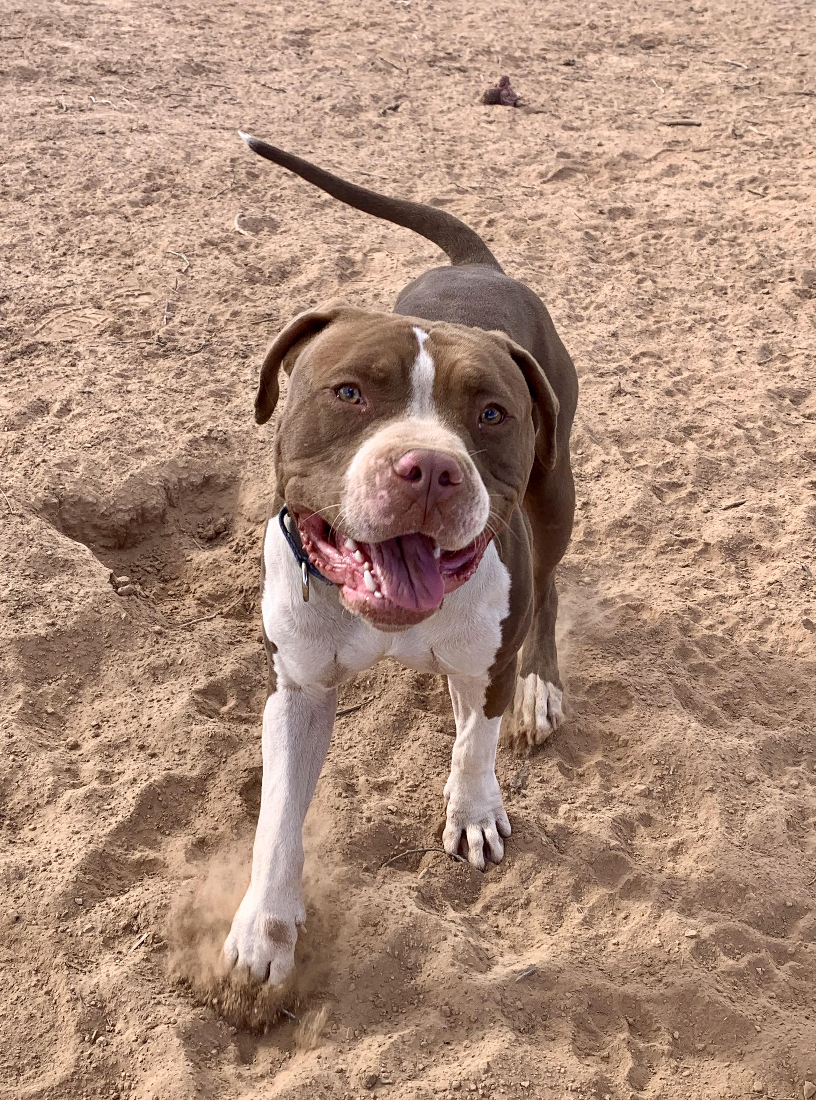Enlarge Romeo, a Adopted American Bulldog in Tucson, AZ image 1/6
