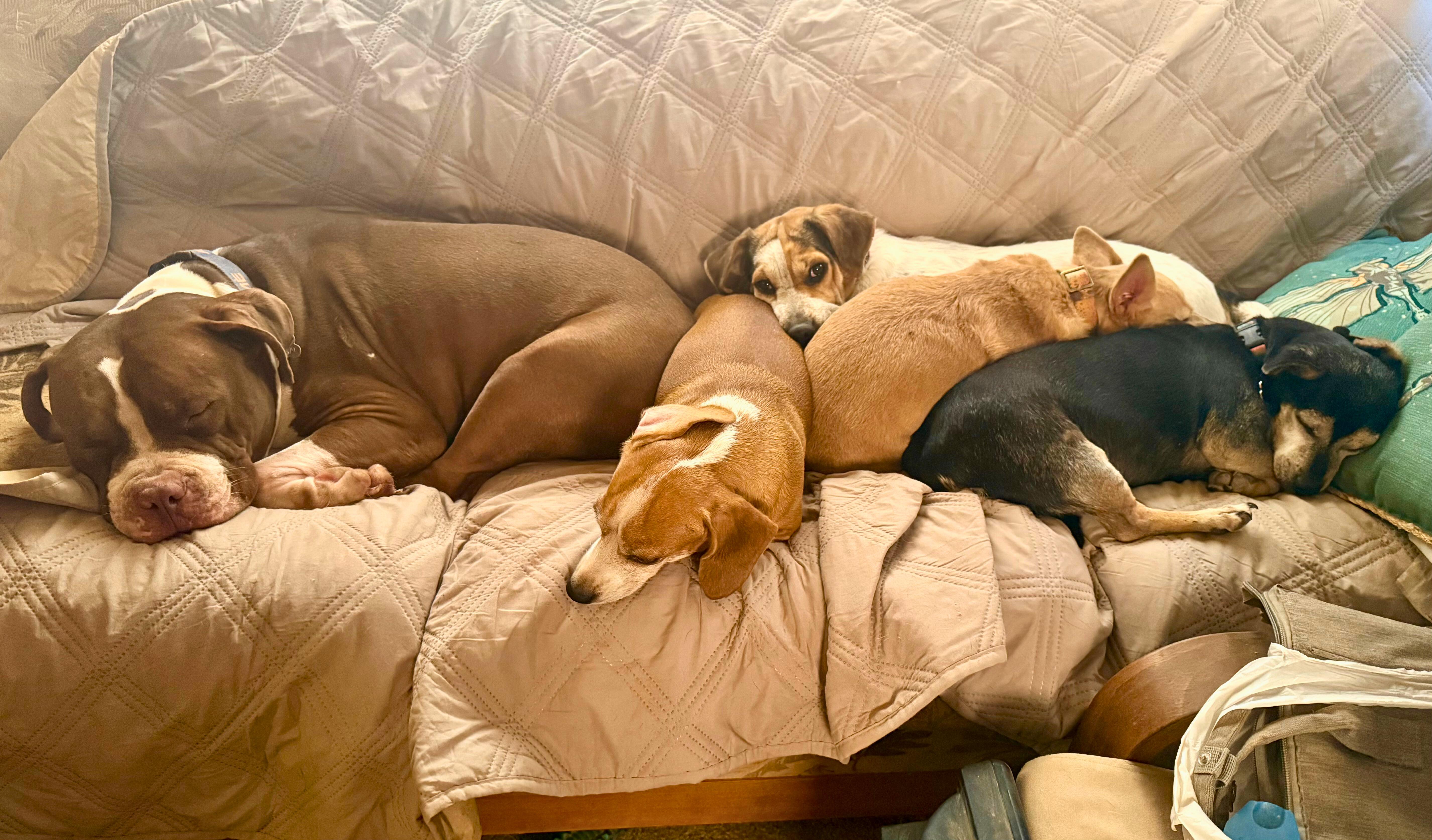 Romeo, Adoptable, Adult Male American Bulldog.