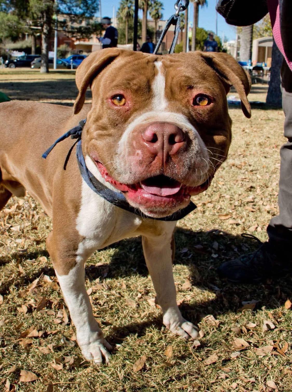 Enlarge Romeo, a Adoptable American Bulldog in Tucson, AZ image 2/6