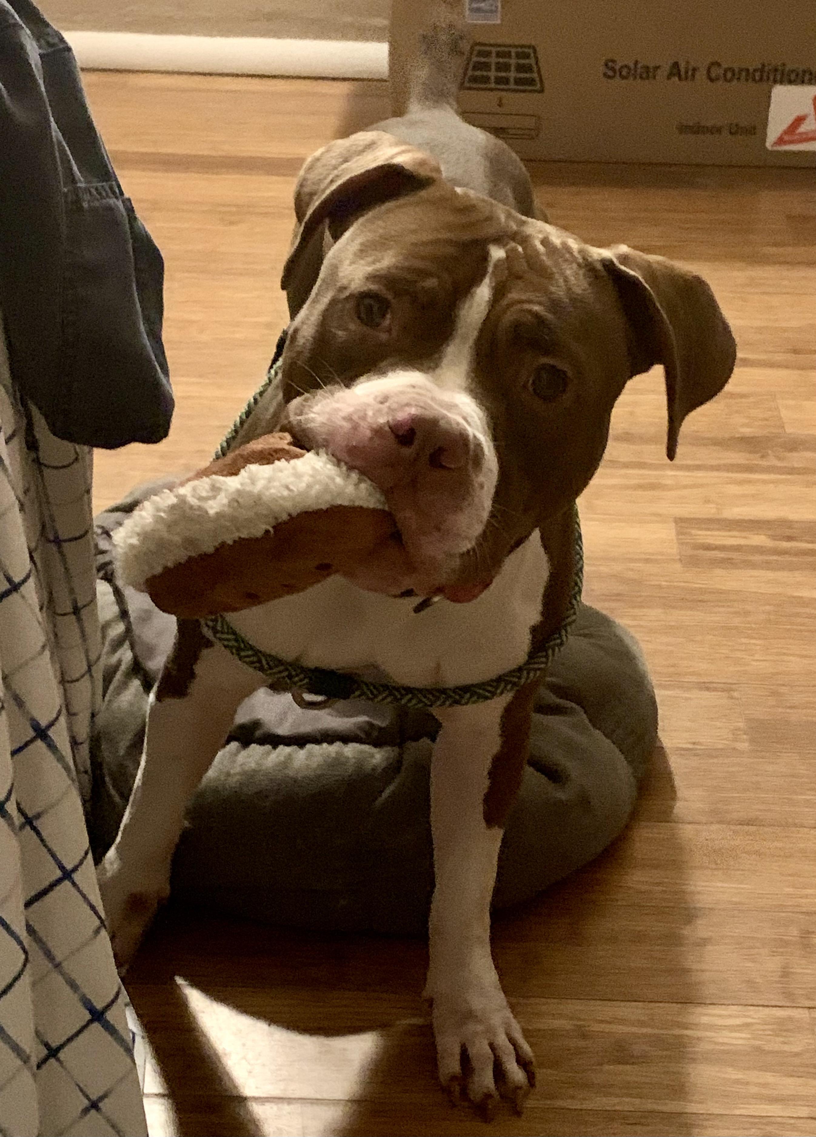 Enlarge Romeo, a Adoptable American Bulldog in Tucson, AZ image 3/6