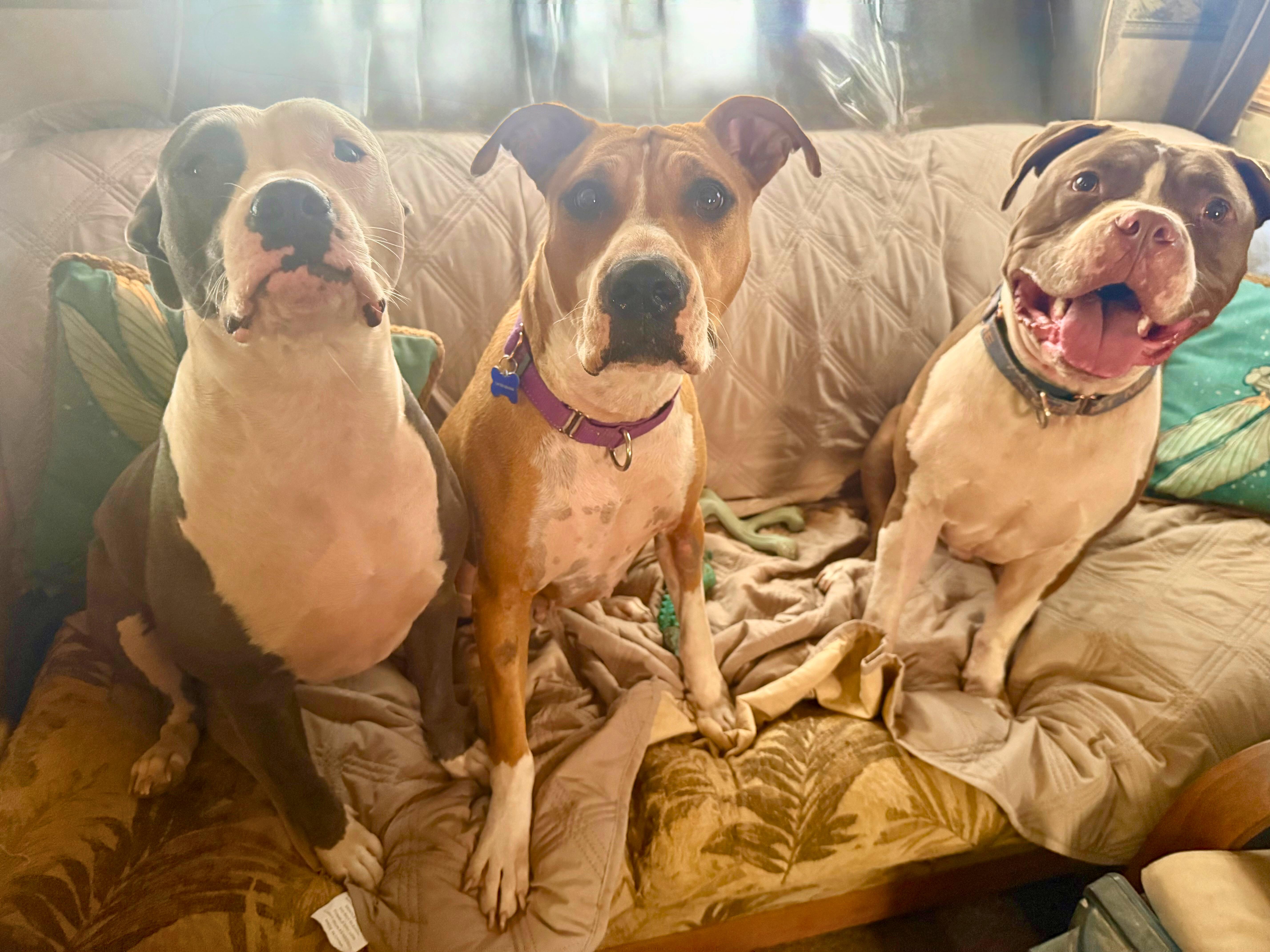 Enlarge Romeo, a Adoptable American Bulldog in Tucson, AZ image 4/6