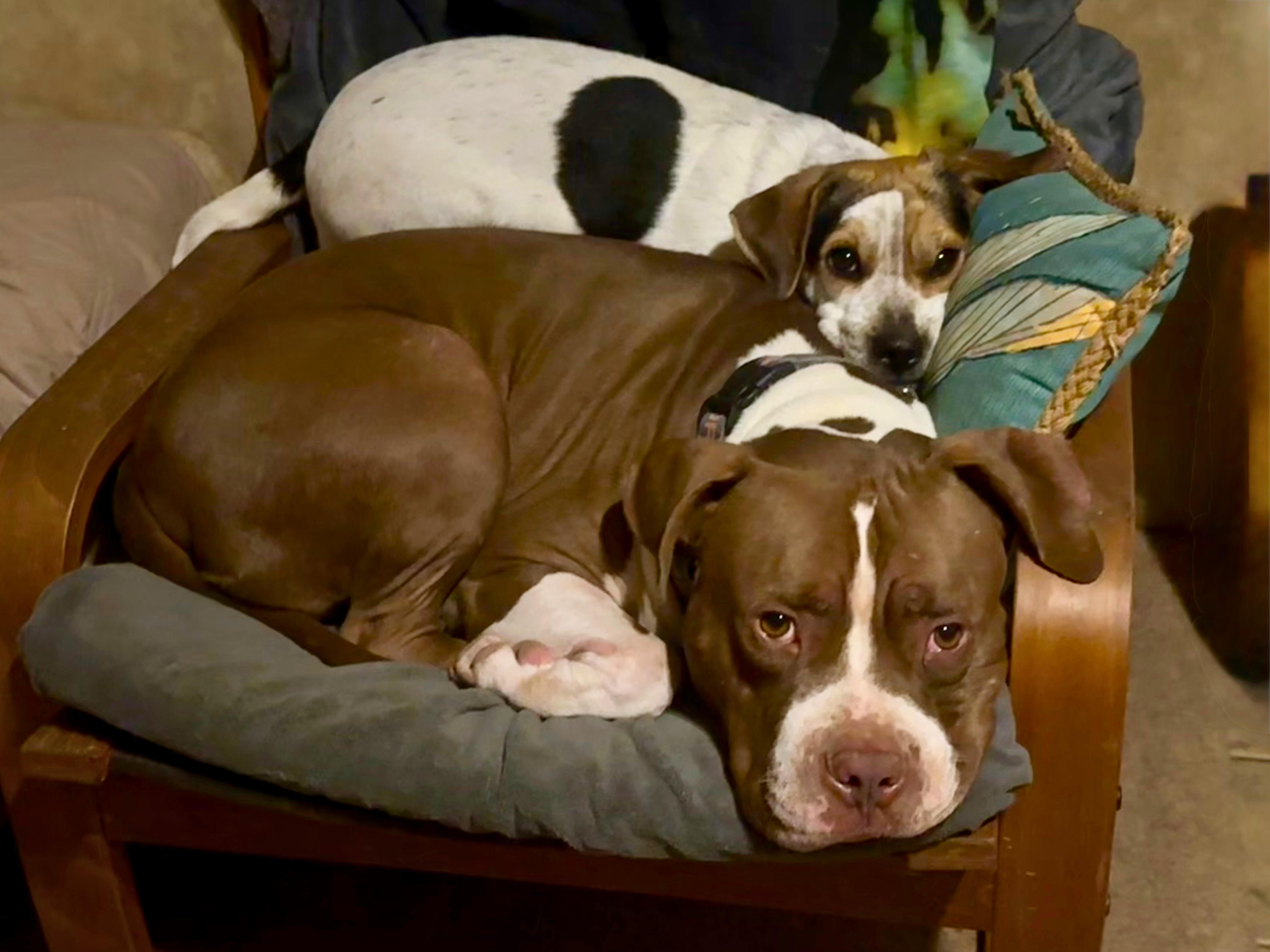 Enlarge Romeo, a Adoptable American Bulldog in Tucson, AZ image 5/6