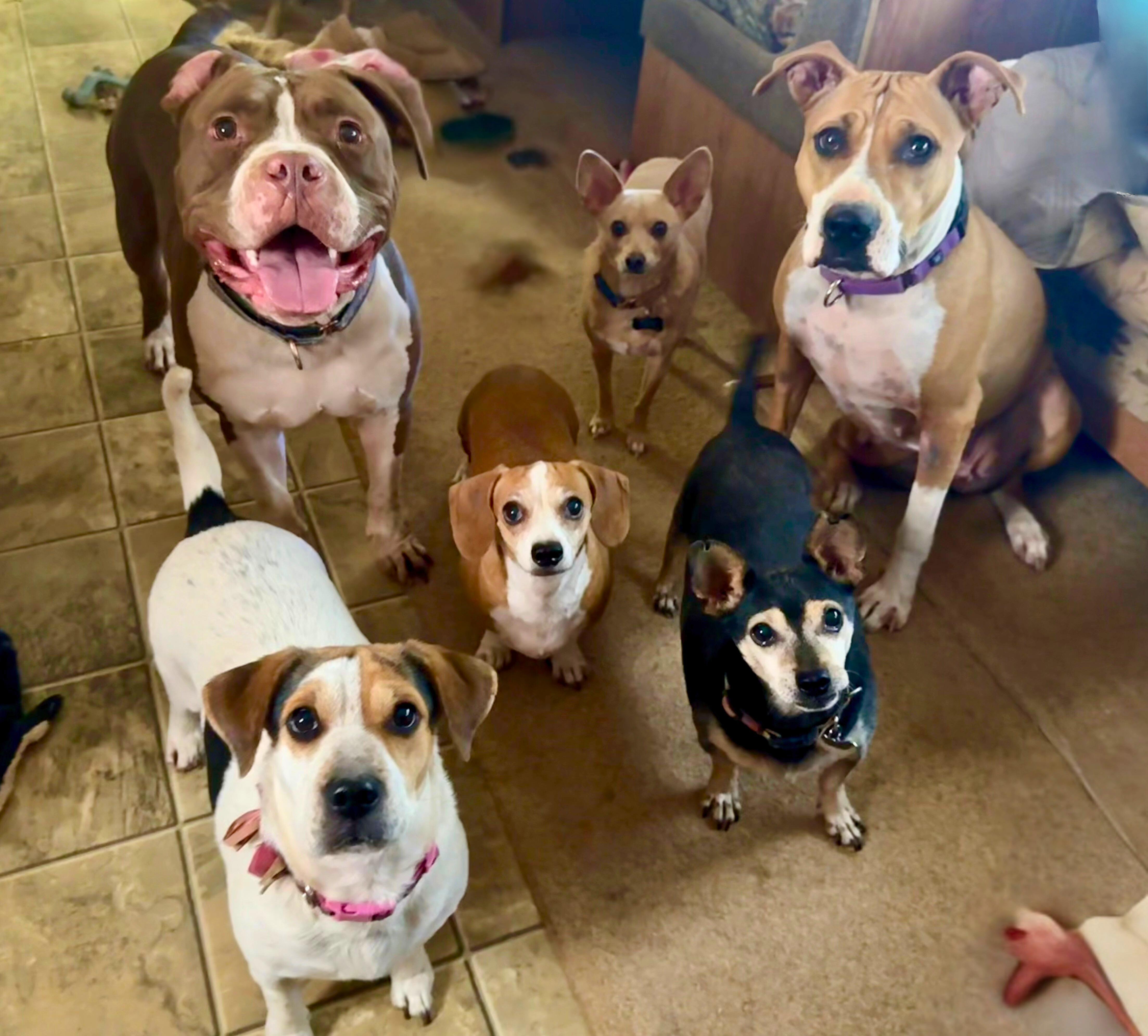 Enlarge Romeo, a Adoptable American Bulldog in Tucson, AZ image 6/6