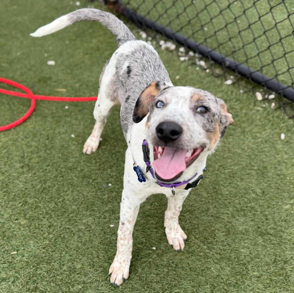 Enlarge Bluie, a Adoptable mixed breed in Columbia, IL image 1/6