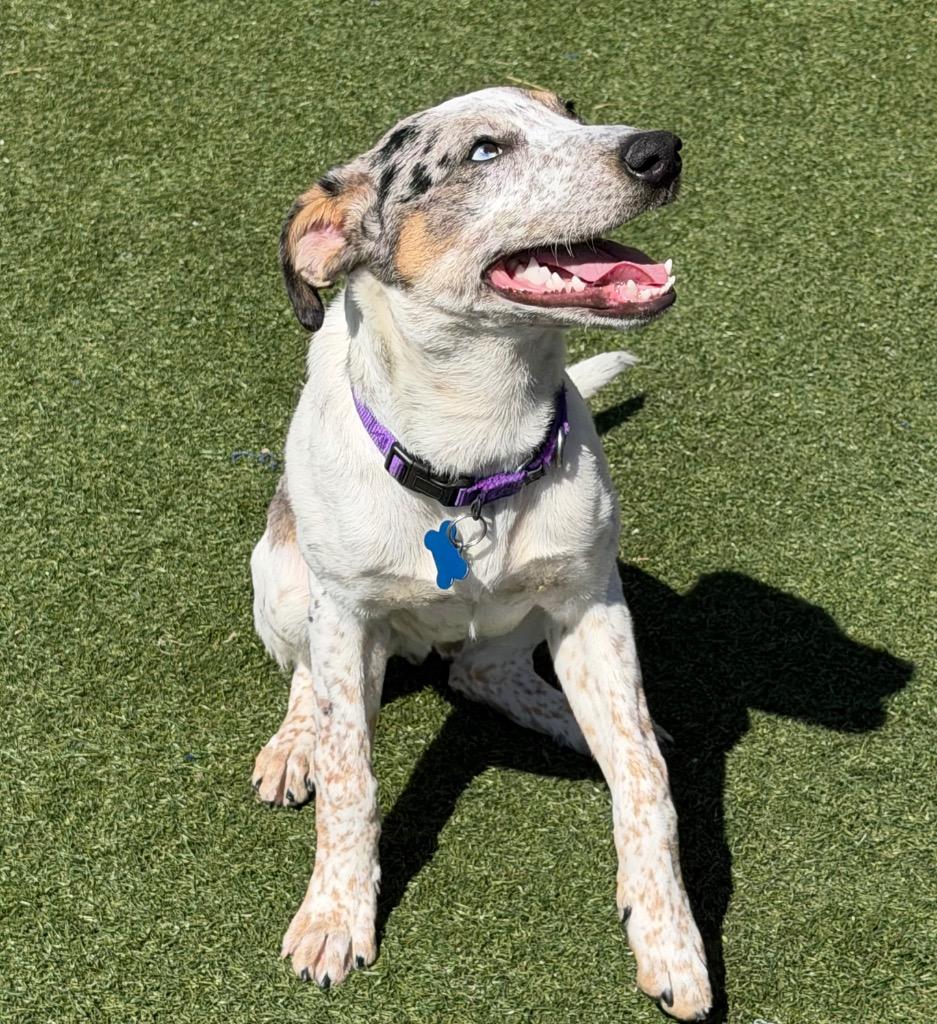 Enlarge Bluie, a Adoptable mixed breed in Columbia, IL image 2/6