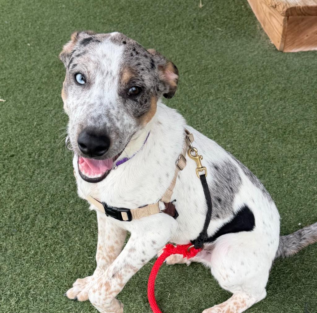 Enlarge Bluie, a Adoptable mixed breed in Columbia, IL image 3/6