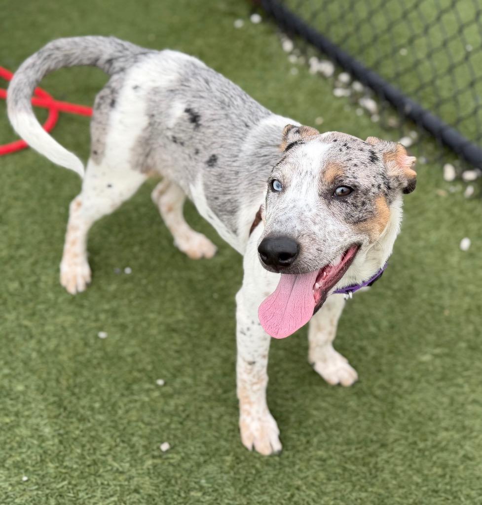 Enlarge Bluie, a Adoptable mixed breed in Columbia, IL image 4/6