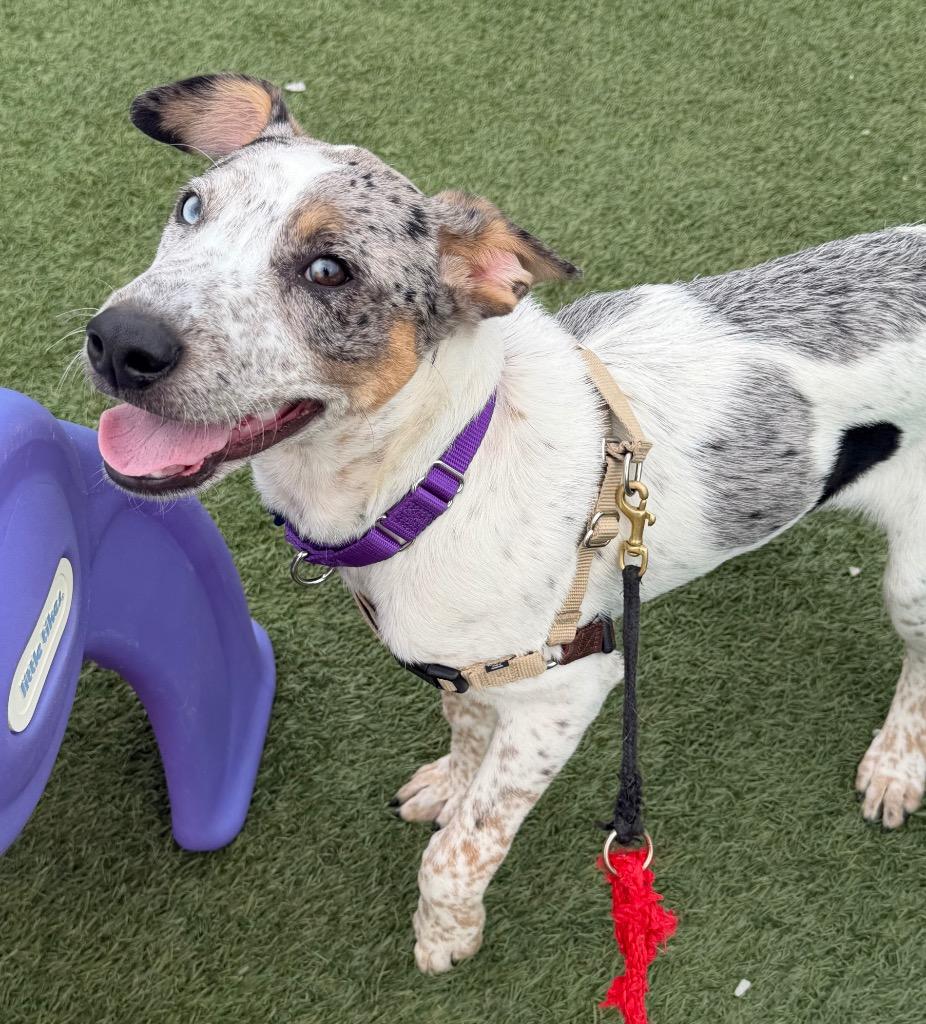 Enlarge Bluie, a Adoptable mixed breed in Columbia, IL image 5/6