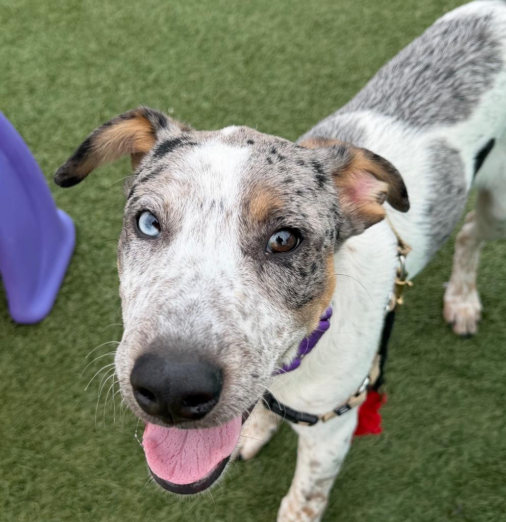 Enlarge Bluie, a Adoptable mixed breed in Columbia, IL image 6/6