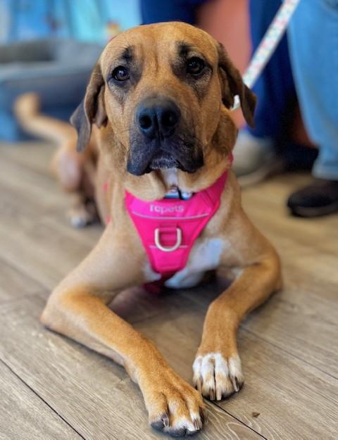 Holiday, a Adoptable mixed breed in Palatine, IL image 5/6