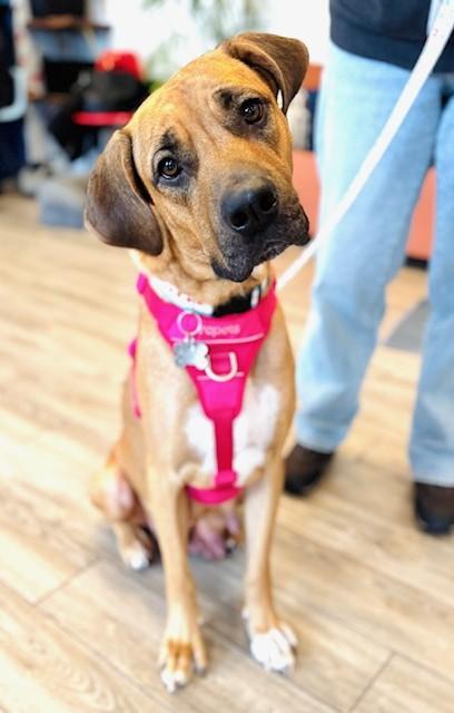 Holiday, Adoptable, Adult Female Hound & Mixed Breed.