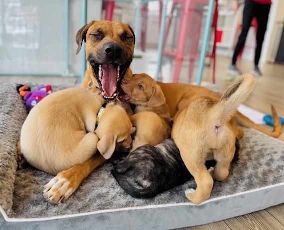 Holiday, a Adoptable mixed breed in Palatine, IL image 4/6