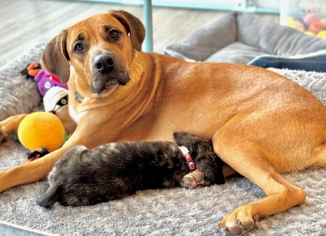 Holiday, a Adoptable mixed breed in Palatine, IL image 2/6