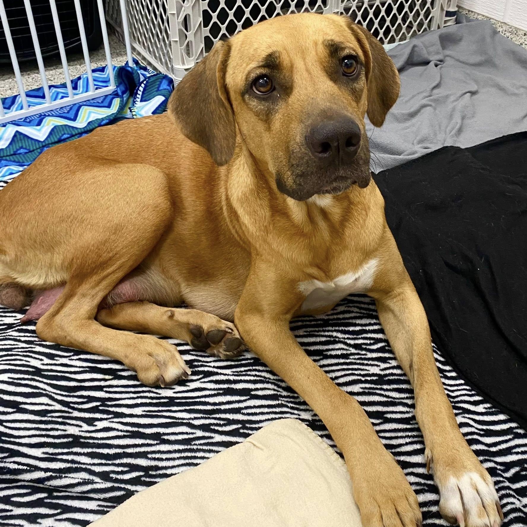 Holiday, a Adoptable mixed breed in Palatine, IL image 6/6