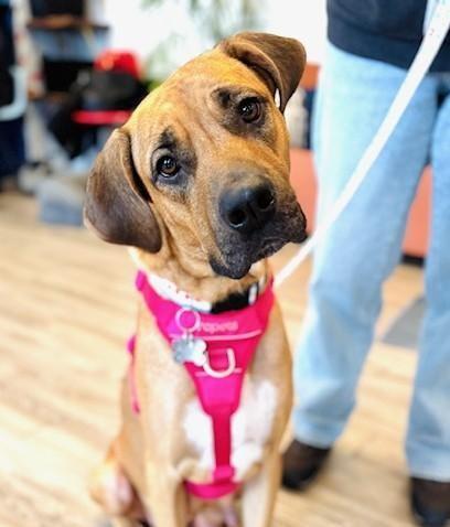 Enlarge Holiday, a Adoptable mixed breed in Palatine, IL image 1/6