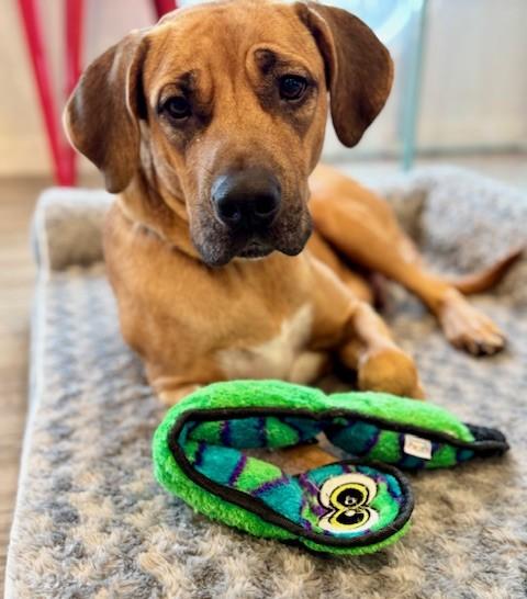 Holiday, Adoptable, Adult Female Hound & Mixed Breed.