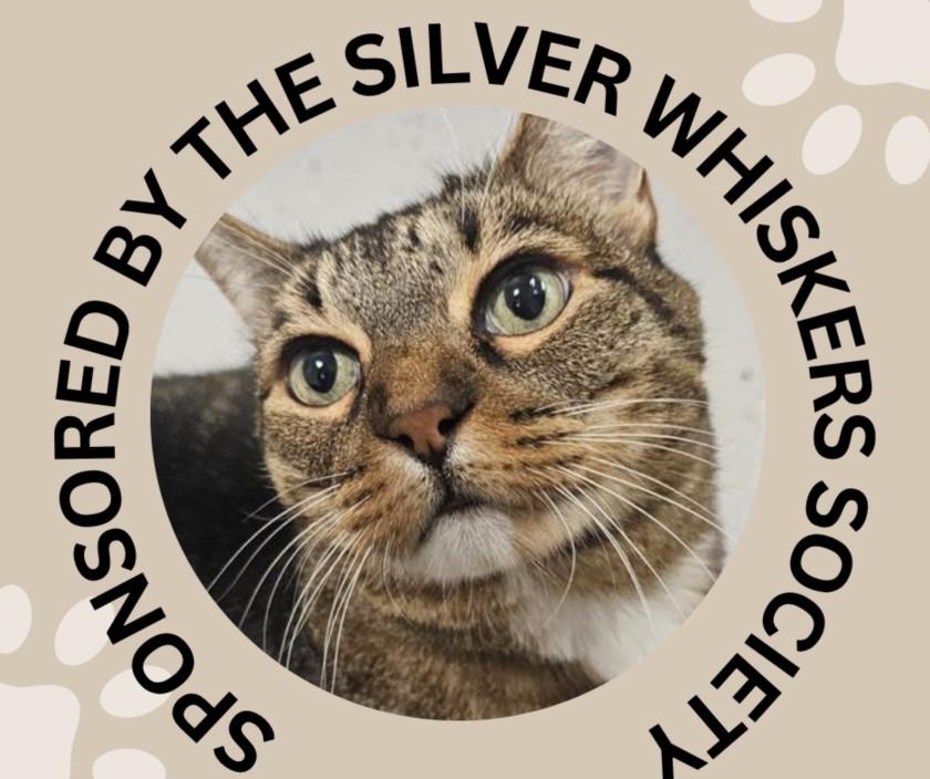 LILLY*, Adoptable, Adult Female Domestic Short Hair.