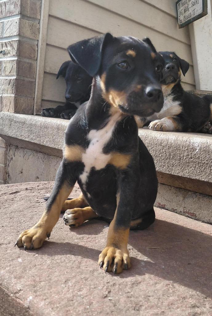 Enlarge Messy Tessie, a Adoptable mixed breed in sun prairie, WI image 1/1