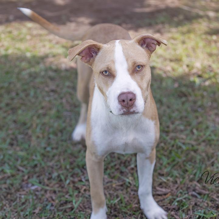 Howey, Adoptable, Young Male Pit Bull Terrier.