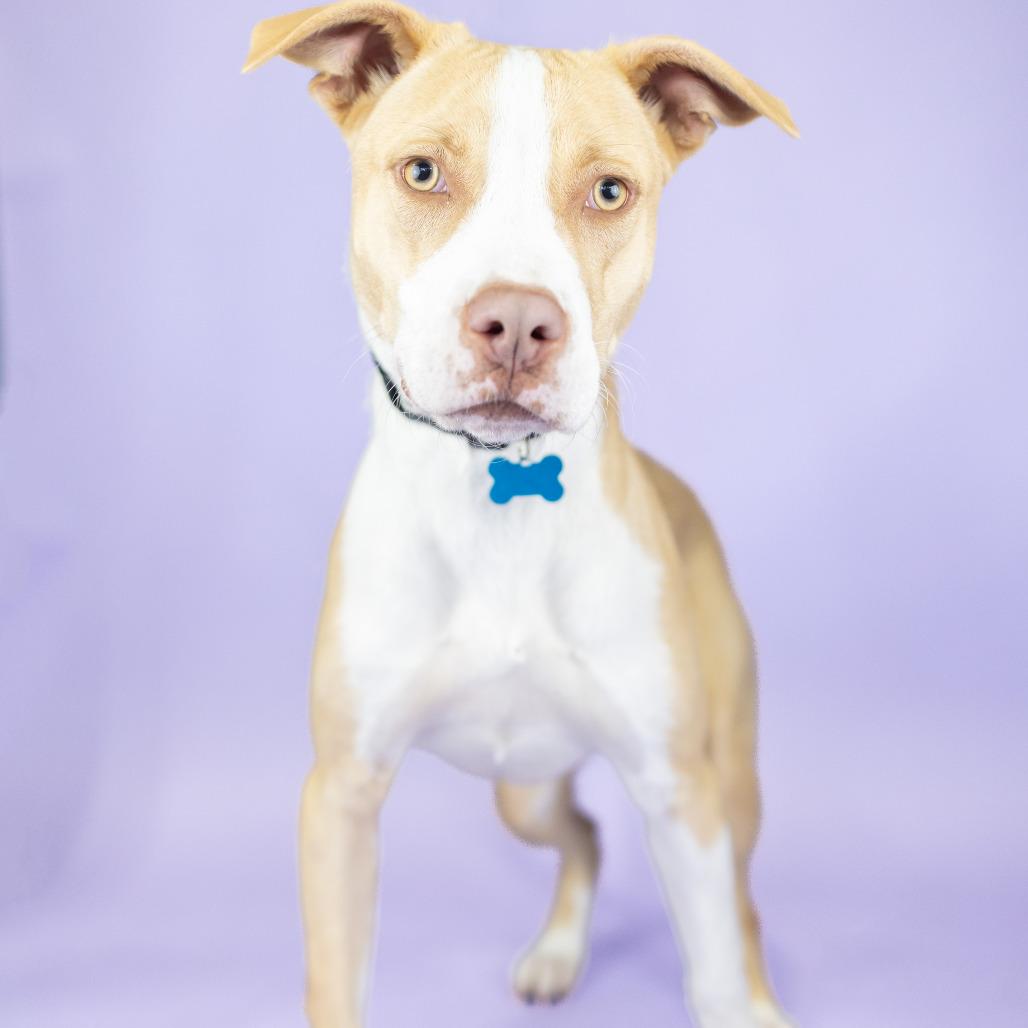 Enlarge Howey, a Adoptable Pit Bull Terrier in Portland, OR image 3/4