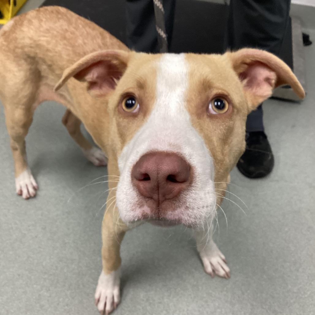 Enlarge Howey, a Adoptable Pit Bull Terrier in Portland, OR image 4/4