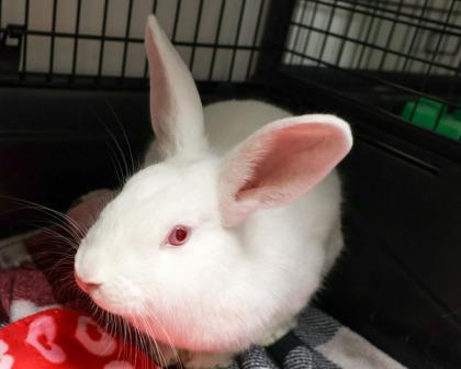 Heather, Adoptable, Baby Female Florida White & Satin.