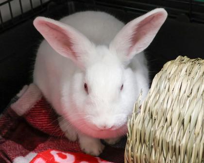 Enlarge Heather, a Adoptable mixed breed in West Seneca, NY image 2/2