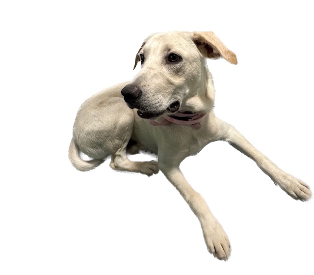 Enlarge Oliver, a Adopted mixed breed in Paron, AR image 1/4