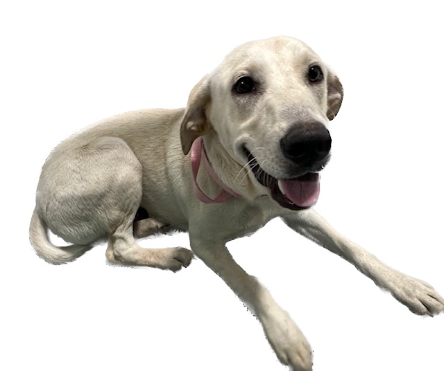 Enlarge Oliver, a Adopted mixed breed in Paron, AR image 2/4
