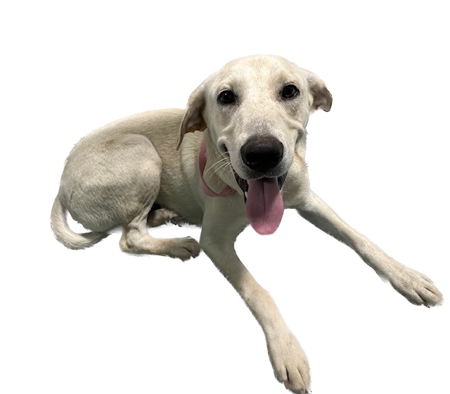 Enlarge Oliver, a Adopted mixed breed in Paron, AR image 3/4