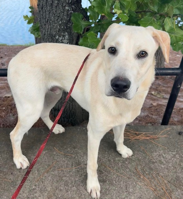 Enlarge Oliver, a Adopted mixed breed in Paron, AR image 4/4