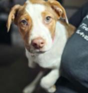 Honeybun, Adoptable, Young Female Mixed Breed.
