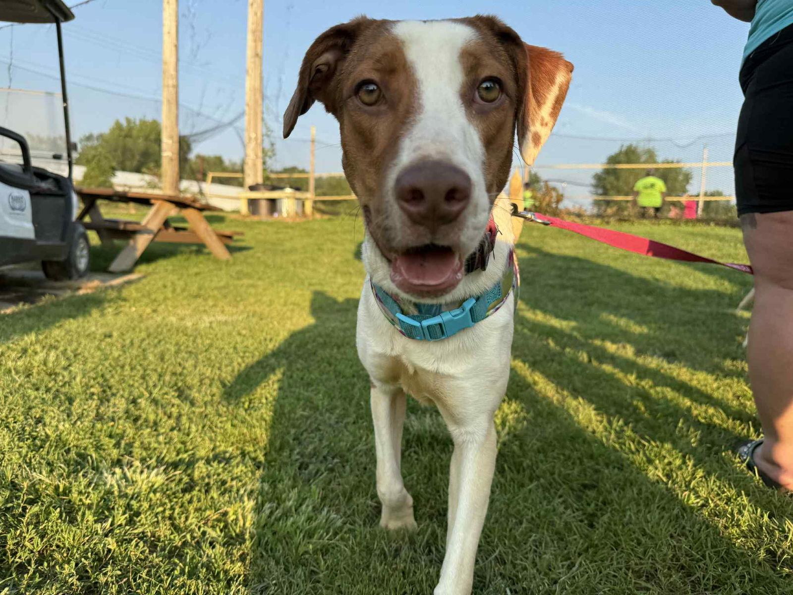 Enlarge Honeybun, a Adoptable Mixed Breed in Coralville, IA image 2/3